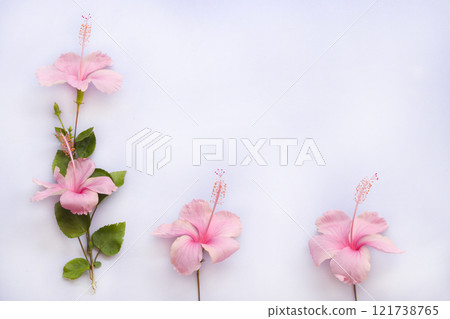 pink flowers hibiscus local flora arrangement flat lay postcard style 121738765