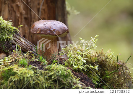 Boletus pinophilus mushroom growing in the woods 121738832