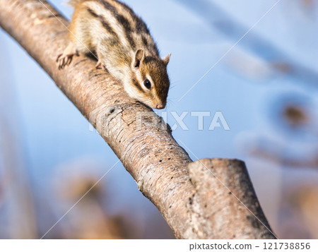 Chipmunk running along a tree branch Chipmunk running along a tree branch 121738856