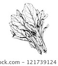 鋼筆畫菠菜的單色插圖 鋼筆畫菠菜的單色插圖 121739124