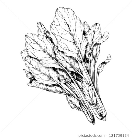 鋼筆畫菠菜的單色插圖 121739124