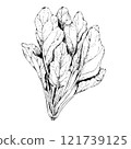 鋼筆畫菠菜的單色插圖 鋼筆畫菠菜的單色插圖 121739125