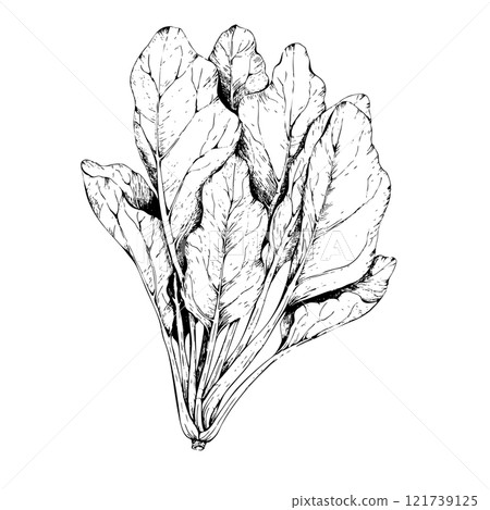 鋼筆畫菠菜的單色插圖 121739125