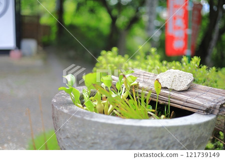 Aquatic plants on the go Aquatic plants on the go 121739149