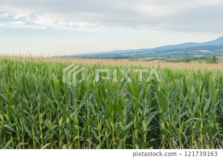 [Autumn corn fields seen from Senbo Pass, Kamifurano Town] 121739163