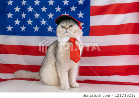 Cute cat wearing red cap and tie posing proudly in front of american flag Cute cat wearing red cap and tie posing proudly in front of american flag 121739212
