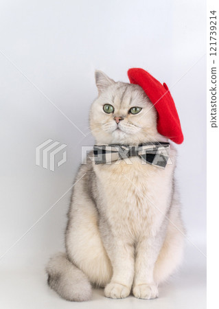 Charming cat in red beret and bowtie against plain background Charming cat in red beret and bowtie against plain background 121739214