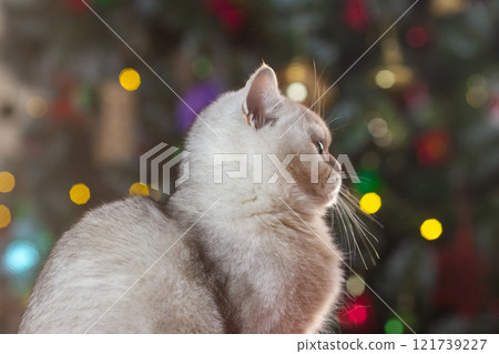 White cat with holiday lights in the background White cat with holiday lights in the background 121739227