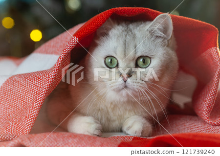 Adorable green-eyed cat resting under a red blanket Adorable green-eyed cat resting under a red blanket 121739240