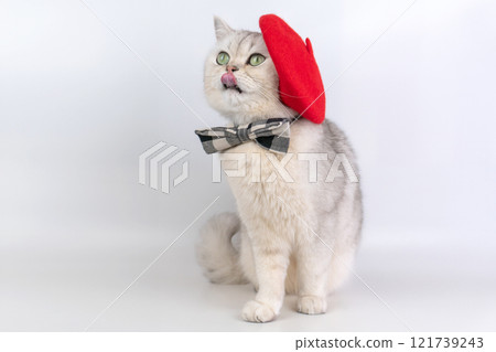 Charming cat with red beret and bow tie posing playfully Charming cat with red beret and bow tie posing playfully 121739243