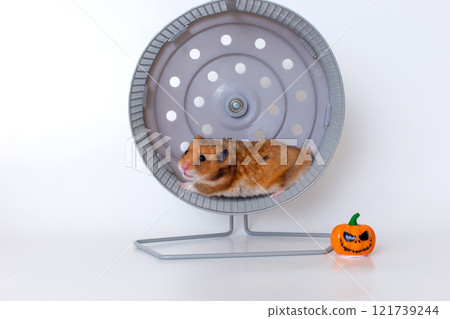 Cute hamster running in wheel with halloween pumpkin decoration Cute hamster running in wheel with halloween pumpkin decoration 121739244