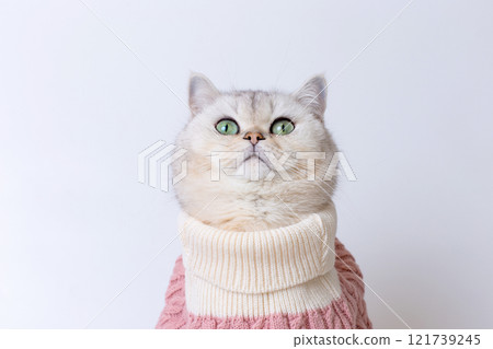 Charming British shorthair cat in a cozy sweater against a minimalist background, looking up 121739245