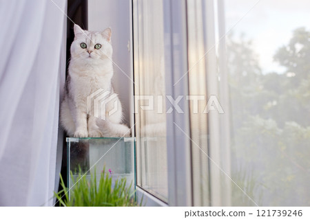 Cute white british short hair cat sitting on an empty glass aquarium by the window Cute white british short hair cat sitting on an empty glass aquarium by the window 121739246