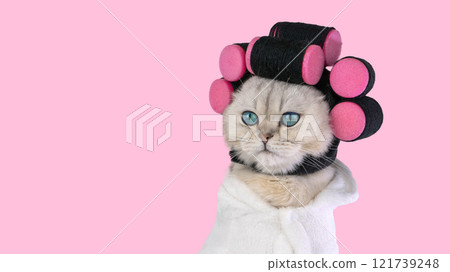 Cat with pink curlers and white towel against pink background 121739248