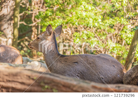 Deer (female) in Nara Park Deer (female) in Nara Park 121739296
