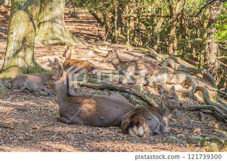 Deer (female) in Nara Park 121739300
