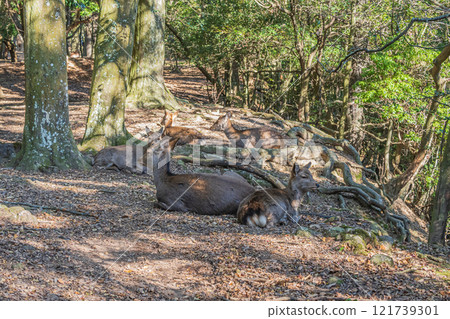 奈良公園的鹿(雌) 奈良公園的鹿(雌) 121739301