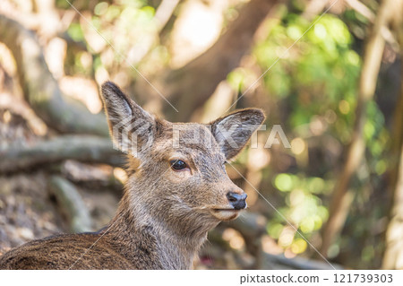 Deer (female) in Nara Park Deer (female) in Nara Park 121739303