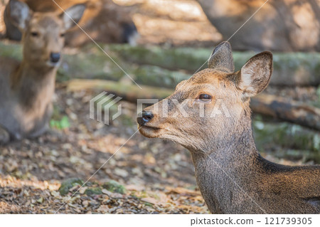 Deer (female) in Nara Park Deer (female) in Nara Park 121739305