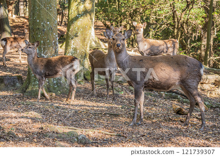 Deer (female) in Nara Park 121739307
