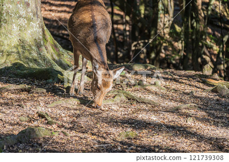 奈良公園的鹿（雌） 121739308