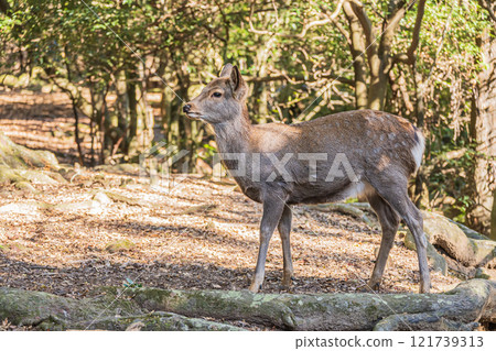 Deer (female) in Nara Park 121739313