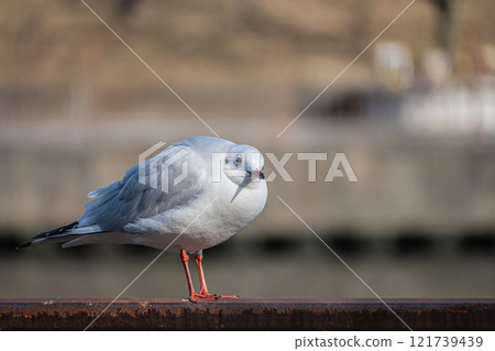 Black-headed Gull Osaka Castle Park Black-headed Gull Osaka Castle Park 121739439