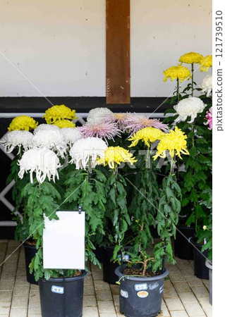 Chrysanthemum Exhibition: Autumn seasonal event "Chrysanthemum Dolls and Chrysanthemum Festival" at Kikuchi City Hometown Creation Civic Square 121739510