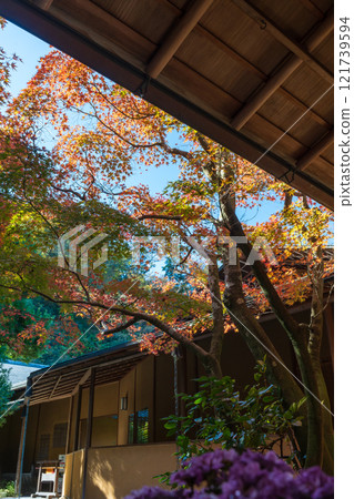 Kamakura in autumn: Ichijo Ekan Sanso 121739594