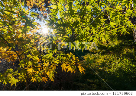 鎌倉的秋葉 - 一條江漢山莊 鎌倉的秋葉 - 一條江漢山莊 121739602