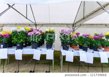 菊花展:秋季傳統「菊花人偶·菊花祭」 菊池市故鄉創建市民廣場 菊花展:秋季傳統「菊花人偶·菊花祭」 菊池市故鄉創建市民廣場 121739668