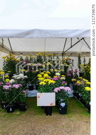菊花展:秋季傳統「菊花人偶·菊花祭」 菊池市故鄉創建市民廣場 菊花展:秋季傳統「菊花人偶·菊花祭」 菊池市故鄉創建市民廣場 121739670
