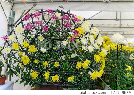 菊花展：秋季傳統「菊花人偶·菊花祭」 菊池市故鄉創建市民廣場 121739679