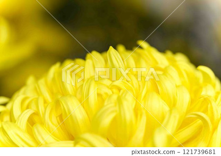 菊花展：秋季傳統「菊花人偶·菊花祭」 菊池市故鄉創建市民廣場 121739681