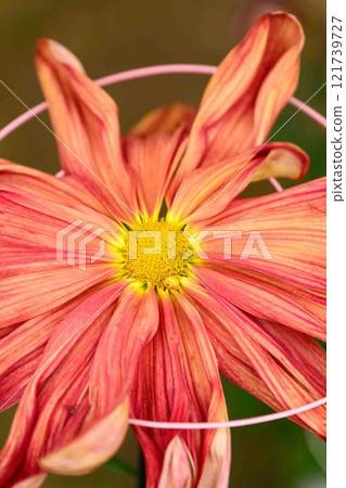 Chrysanthemums: A seasonal feature of autumn: "Chrysanthemum Dolls and Chrysanthemum Festival" at Kikuchi City Hometown Creation Civic Square Chrysanthemums: A seasonal feature of autumn: "Chrysanthemum Dolls and Chrysanthemum Festival" at Kikuchi City Hometown Creation Civic Square 121739727