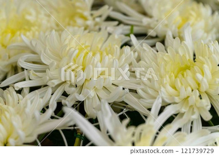 菊花秋季傳統「菊花人偶/菊花祭」 菊池市故鄉創建市民廣場 121739729