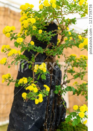 Chrysanthemums: A seasonal feature of autumn: "Chrysanthemum Dolls and Chrysanthemum Festival" at Kikuchi City Hometown Creation Civic Square 121739756