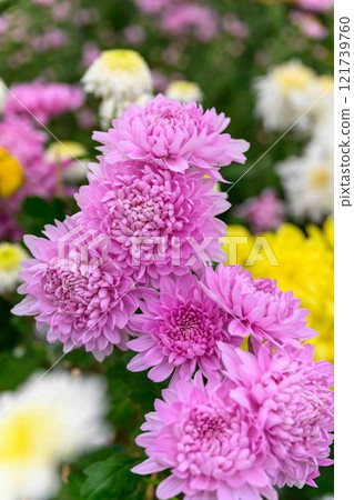 菊花秋季傳統「菊花人偶/菊花祭」 菊池市故鄉創建市民廣場 121739760
