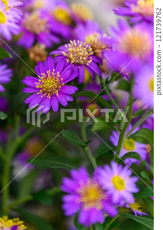菊花秋季傳統「菊花人偶/菊花祭」 菊池市故鄉創建市民廣場 菊花秋季傳統「菊花人偶/菊花祭」 菊池市故鄉創建市民廣場 121739762