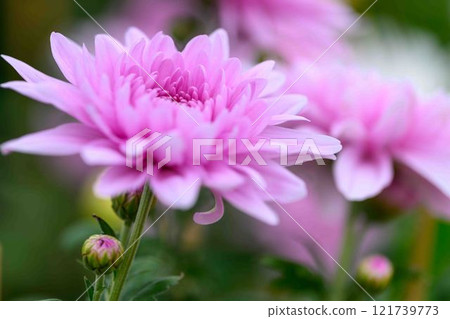 Chrysanthemums: A seasonal feature of autumn: "Chrysanthemum Dolls and Chrysanthemum Festival" at Kikuchi City Hometown Creation Civic Square 121739773