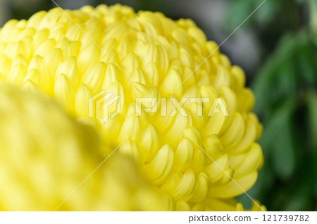 Chrysanthemums: A seasonal feature of autumn: "Chrysanthemum Dolls and Chrysanthemum Festival" at Kikuchi City Hometown Creation Civic Square 121739782