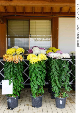 菊花秋季傳統「菊花人偶/菊花祭」 菊池市故鄉創建市民廣場 菊花秋季傳統「菊花人偶/菊花祭」 菊池市故鄉創建市民廣場 121739783