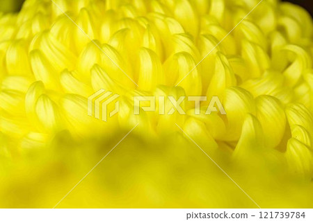 Chrysanthemums: A seasonal feature of autumn: "Chrysanthemum Dolls and Chrysanthemum Festival" at Kikuchi City Hometown Creation Civic Square 121739784