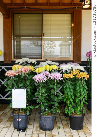 Chrysanthemums: A seasonal feature of autumn: "Chrysanthemum Dolls and Chrysanthemum Festival" at Kikuchi City Hometown Creation Civic Square 121739786