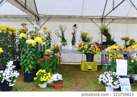 Chrysanthemums: A seasonal feature of autumn: "Chrysanthemum Dolls and Chrysanthemum Festival" at Kikuchi City Hometown Creation Civic Square 121739813