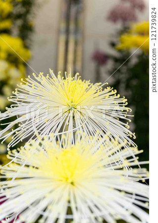 菊花秋季傳統「菊花人偶/菊花祭」 菊池市故鄉創建市民廣場 菊花秋季傳統「菊花人偶/菊花祭」 菊池市故鄉創建市民廣場 121739824