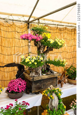 Chrysanthemums: A seasonal feature of autumn: "Chrysanthemum Dolls and Chrysanthemum Festival" at Kikuchi City Hometown Creation Civic Square 121739889