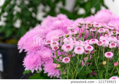 Chrysanthemums: A seasonal feature of autumn: "Chrysanthemum Dolls and Chrysanthemum Festival" at Kikuchi City Hometown Creation Civic Square Chrysanthemums: A seasonal feature of autumn: "Chrysanthemum Dolls and Chrysanthemum Festival" at Kikuchi City Hometown Creation Civic Square 121739925