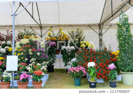 Chrysanthemums: A seasonal feature of autumn: "Chrysanthemum Dolls and Chrysanthemum Festival" at Kikuchi City Hometown Creation Civic Square Chrysanthemums: A seasonal feature of autumn: "Chrysanthemum Dolls and Chrysanthemum Festival" at Kikuchi City Hometown Creation Civic Square 121740007