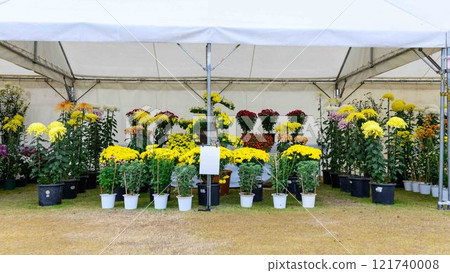 菊花秋季傳統「菊花人偶/菊花祭」 菊池市故鄉創建市民廣場 菊花秋季傳統「菊花人偶/菊花祭」 菊池市故鄉創建市民廣場 121740008